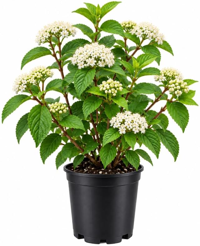 Pragense Viburnum Shrub, 4" Pot Live White Floral Plant, Cold-Hardy Bush for Outdoor Garden