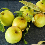 (No Ship to CA, HI, AK) Sweet Golden Delicious Apple Plant Live, 3 Feet Tall, Fruit Trees Live Plants Ready to Fruit, Live Fruit Trees for Outdoor Planting