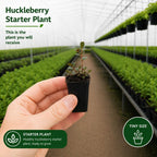 Large Huckleberry Plant Live for Planting in Pot, Easy Care, Native Berry Bush with Sweet Edible Fruit, Suitable for Outdoor Garden & Borders
