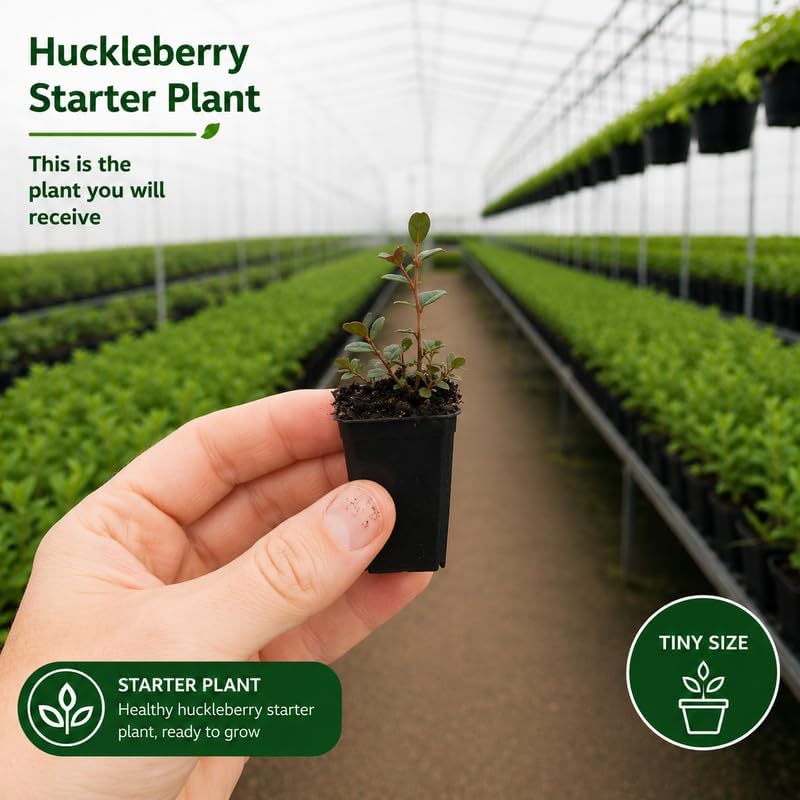 Small Huckleberry Plant Live for Planting in Pot, Easy Care, Native Berry Bush with Sweet Edible Fruit, Suitable for Outdoor Garden & Borders