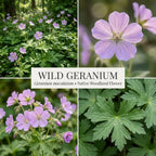 10 Wild Geranium Roots, Geranium Maculatum, Lavender Pink Flowering Perennial for Shady Garden Borders, Cold-Hardy Flower for Woodland Landscapes