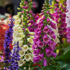 3 Foxglove Live Plant in 3-inch Pot, Established Live Flowering Plant, Well-Rooted & Low Maintenance Outdoor Garden Plant
