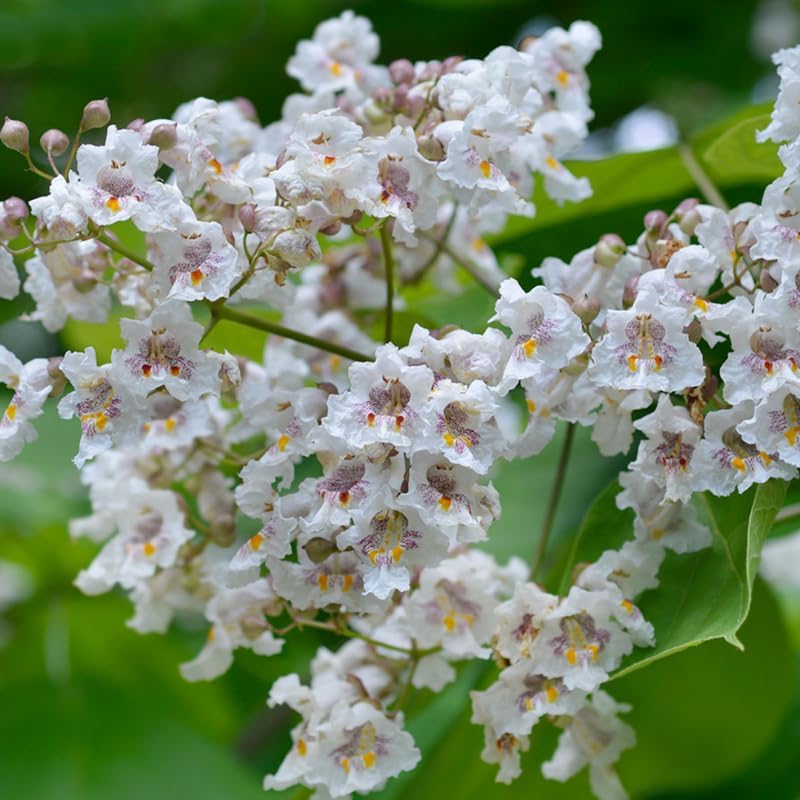 5 Catalpa Tree Live Plants – Fast-Growing Outdoor Trees with Heart-Shaped Leaves | 6–12 Inch Hardy Saplings | Fragrant White Flowers