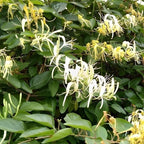 2 Live Bush Honeysuckle Plants Live for Planting | 6–12 Inc Starter Size | Non-Climbing Fragrant Flowering Shrub for Outdoor Gardens, Hedges & Walkways