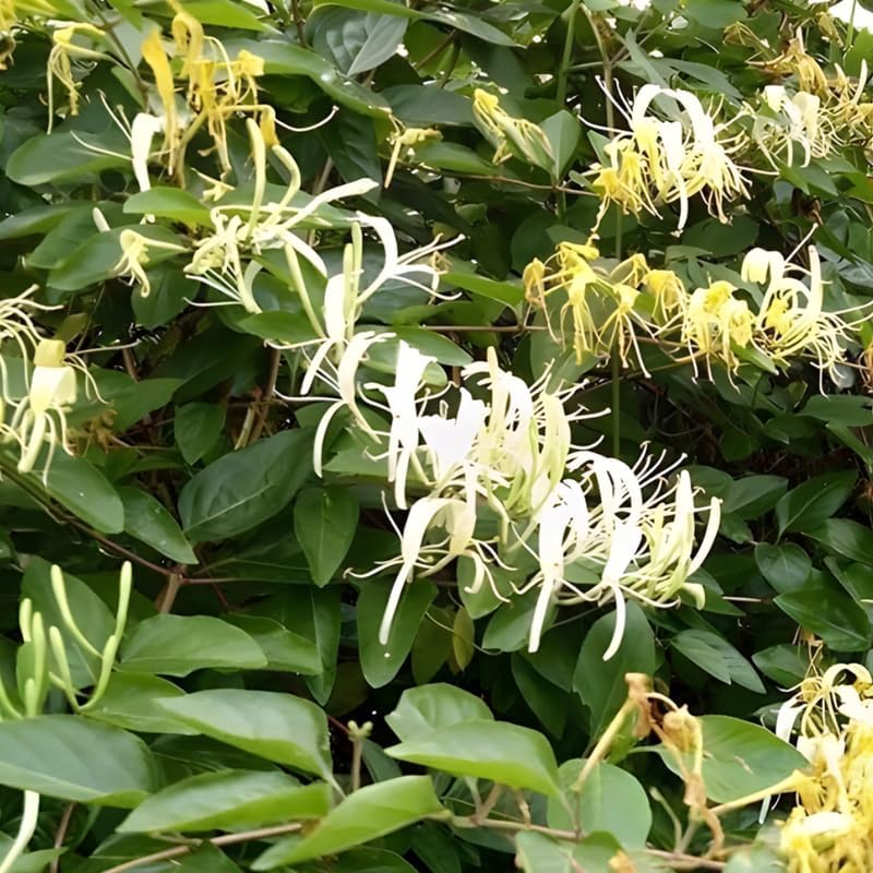 2 Live Honeysuckle Plants | 8–12 Inch Rooted Cutting Size | Fragrant Flowering Shrubs for Outdoor Gardens, Fences, and Walkways