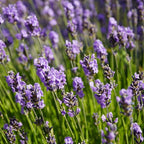 3 English Lavender Flower Plant, 3" Potted Plant, Easy Care Herb Garden Starter, Aromatic Purple Blossom Plant for Home and Office