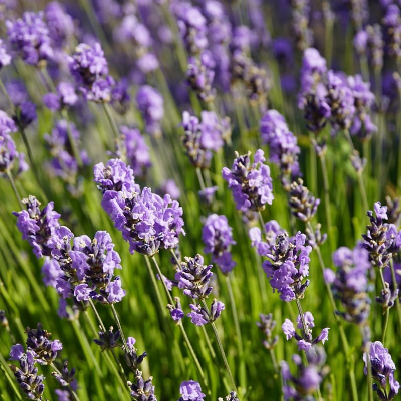 3 English Lavender Flower Plant, 3" Potted Plant, Easy Care Herb Garden Starter, Aromatic Purple Blossom Plant for Home and Office