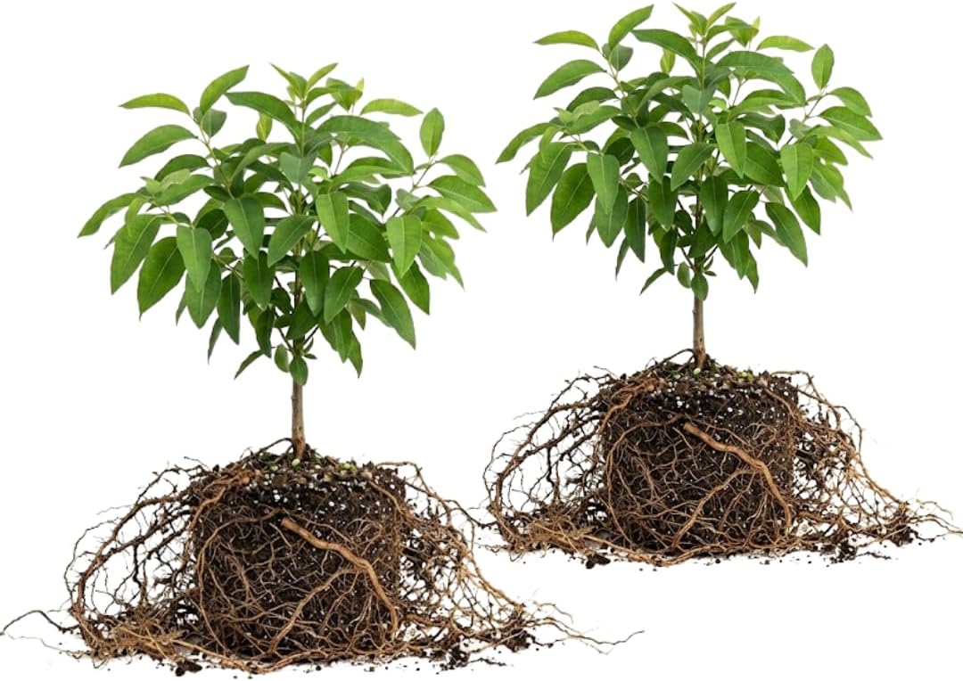 2 Large Lemon Eucalyptus Plant Live, Fast Growing & Sun-Loving Live Eucalyptus Tree Plants for Patio, Porch and Deck