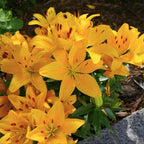 Yellow Asiatic Lily Bulbs, Set 8 Lilly Bulbs for Planting Outdoors, Well-Rooted Plant Starters, Vibrant Yellow Bloom Starters for Home Landscapes and Pots