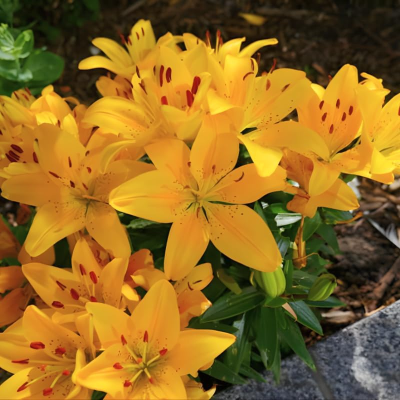 Yellow Asiatic Lily Bulbs, Set 8 Lilly Bulbs for Planting Outdoors, Well-Rooted Plant Starters, Vibrant Yellow Bloom Starters for Home Landscapes and Pots