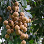 Longan Kohala Live Plant | Dragon Eye Tropical Live Plant |30-36 Inches Tall | Outdoor & Container Growing | No Ship to CA,HI,AK