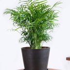 2 Parlor Palm Live Plant Indoor, 4" Potted Plant, Easy Care Indoor Greenery, Compact Tropical Foliage for Home and Office Décor