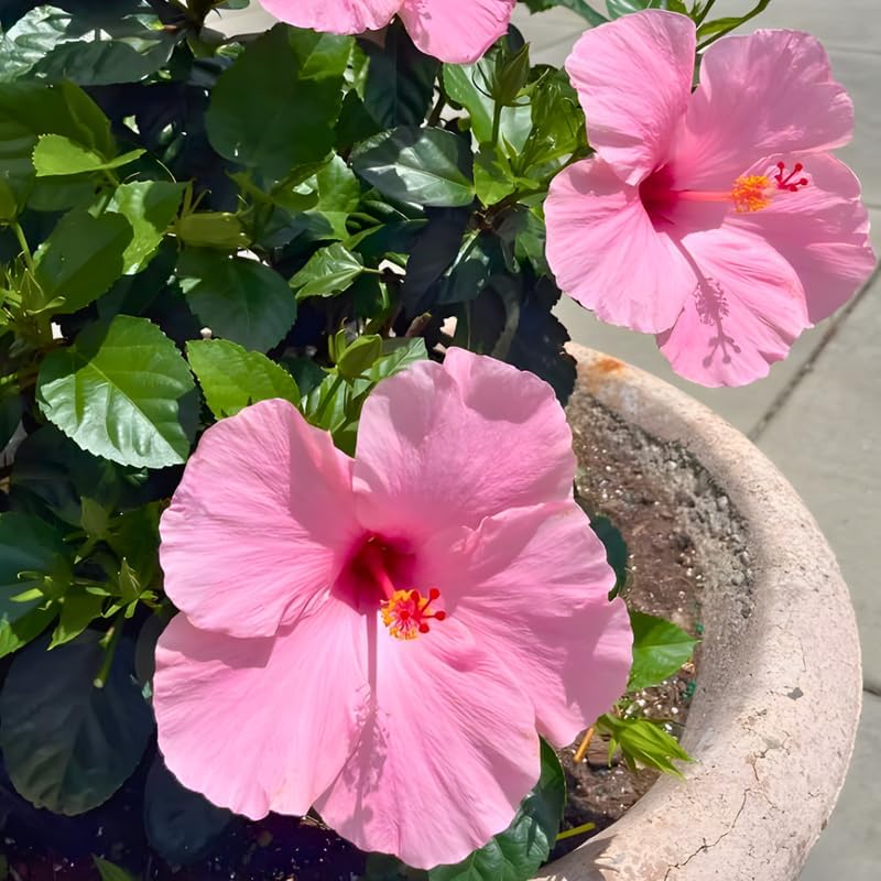 2 Pink Hibiscus Althea Live Plants for Planting | 12–18 Inch Tall | Pink Flowering Rose of Sharon Trees for Outdoor Gardens & Privacy Screens