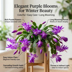 Orange Christmas Cactus Plant, 5-6 Inch Tall, Winter Blooming Succulent Starter for Home Décor, Low Maintenance Plant for Bright Indoor Spaces and Holiday Gifts