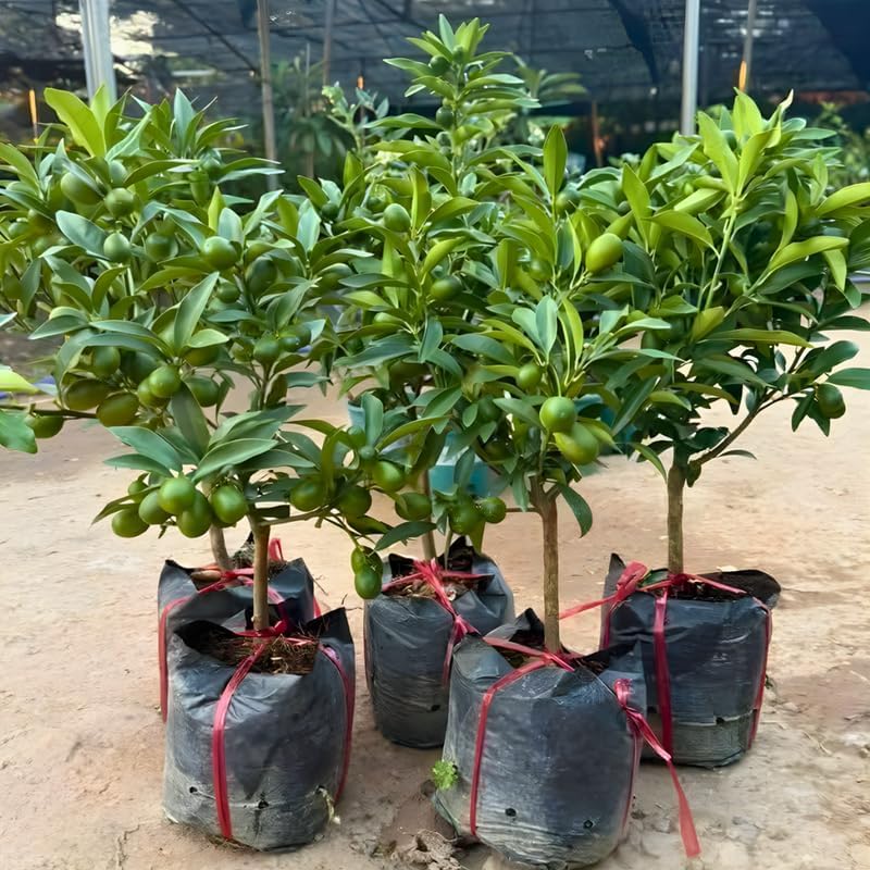 Meiwa Sweet Kumquat Tree Live Plant | 3 Ft Tall | Fresh Round Sweet Fruit with Edible Peel, Fragrant Blooms | Ideal for Home Gardens and Patios