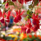Fuchsia Plants Live, Double Red Fuchsia, 6-12 Inch Tall, Marinka Variety, Fast Growing Deciduous Flowering Shrub, Well-Rooted Plant