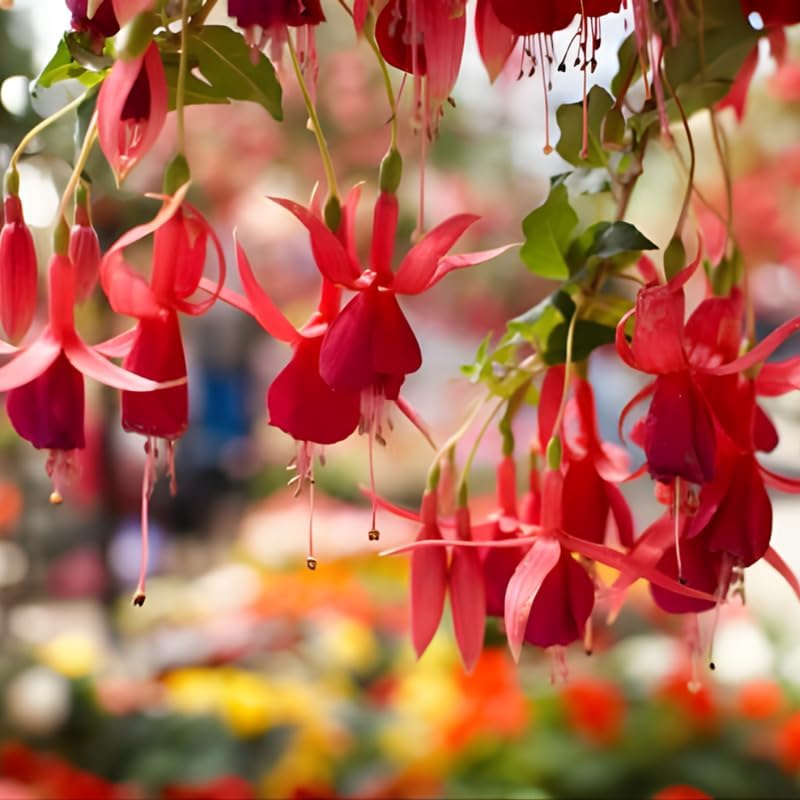 Fuchsia Plants Live, Double Red Fuchsia, 6-12 Inch Tall, Marinka Variety, Fast Growing Deciduous Flowering Shrub, Well-Rooted Plant
