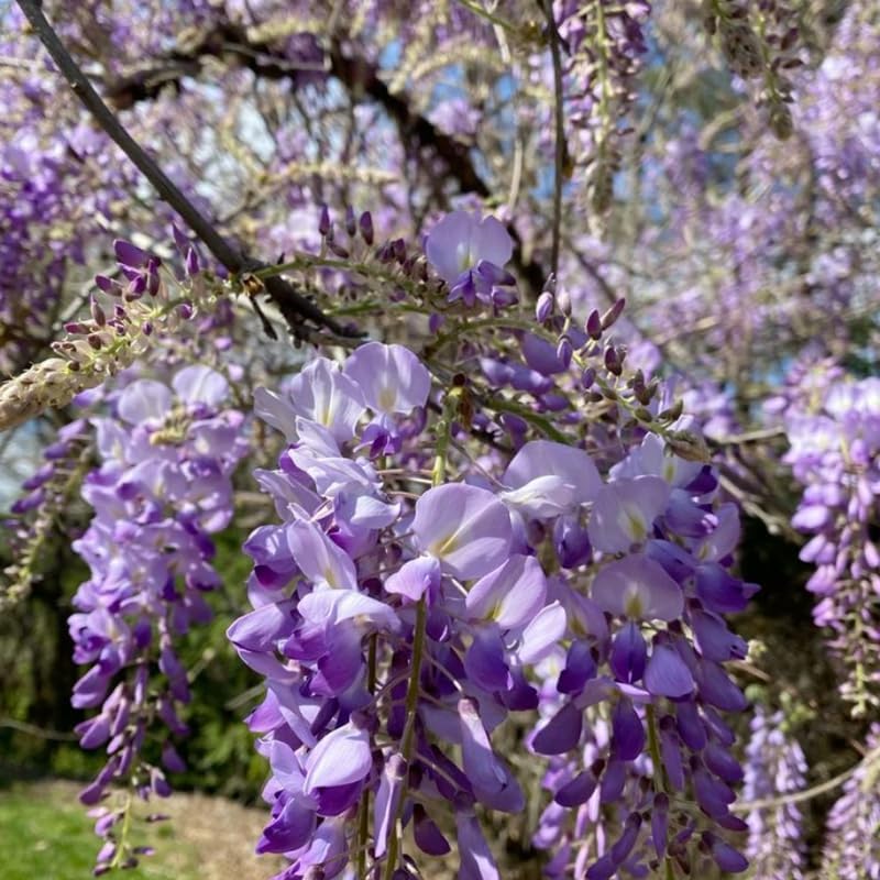 2 Purple Wisteria Live Plant 12-24 Inch, Amethyst Wisteria with Purple Blooms, Fast-Growing Fragrant Flowering Vine, Perfect for Home Décor & Garden Entrances