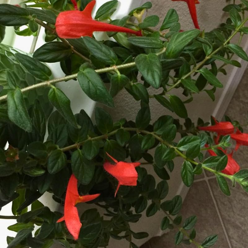 Live Goldfish Cactus Plant (Columnea Long Leaf) 4-6 Inch Tall | Long Leaf Variety, Flowering Trailing Plant Suitable for Gifts & Ideal for Home Interiors