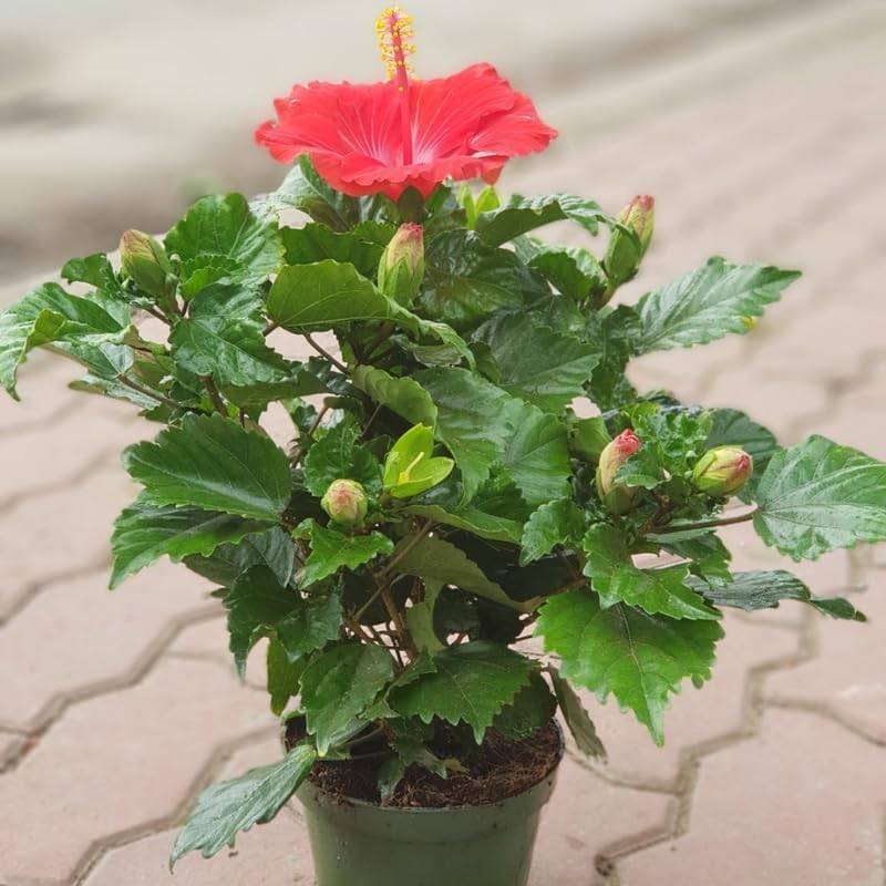 2 Red Hibiscus Althea Live Plants for Planting | 12–18 Inch Tall | Red Flowering Rose of Sharon Trees for Outdoor Gardens & Privacy Screens