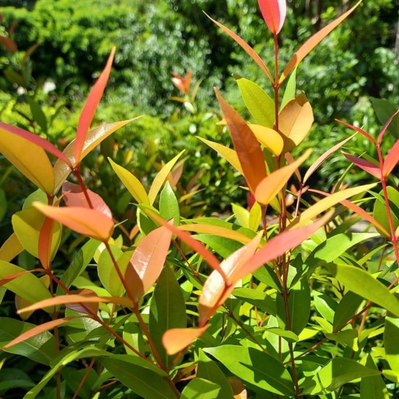 10 Dwarf Nandina Plant Live | 2.5 Inch Potted Nandina Shrubs | Outdoor Bush Plants | Ideal for Front Yards and Low-Growing Landscapes