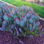 Purple Prickly Pear Cactus Live Plant in 3 Inch Potted | Hardy Desert Cactus for Indoor Display, Outdoor Gardens, Xeriscaping, Borders & Containers