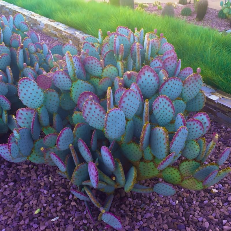 Purple Prickly Pear Cactus Live Plant in 3 Inch Potted | Hardy Desert Cactus for Indoor Display, Outdoor Gardens, Xeriscaping, Borders & Containers