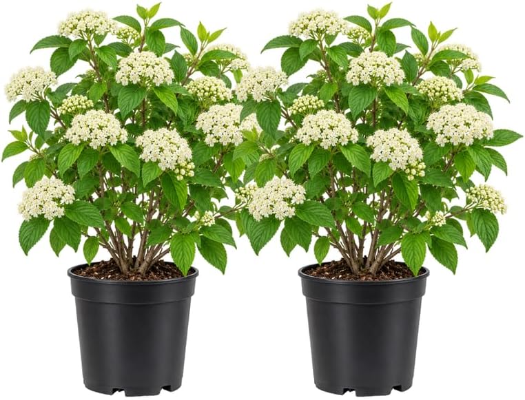 2 Pragense Viburnum Plant, 6-12" Tall in 4" Pot, Fast Growing Evergreen Hedge for Outdoor Landscape and Yard