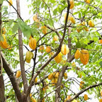 (No Ship to CA,HI,AK) Starfruit Tree Live Plant in 3 Gallon Pot | 30-36 Inches Tall | Tropical Fruit Tree Ready to Plant | Established Edible Fruit Plant for Backyard