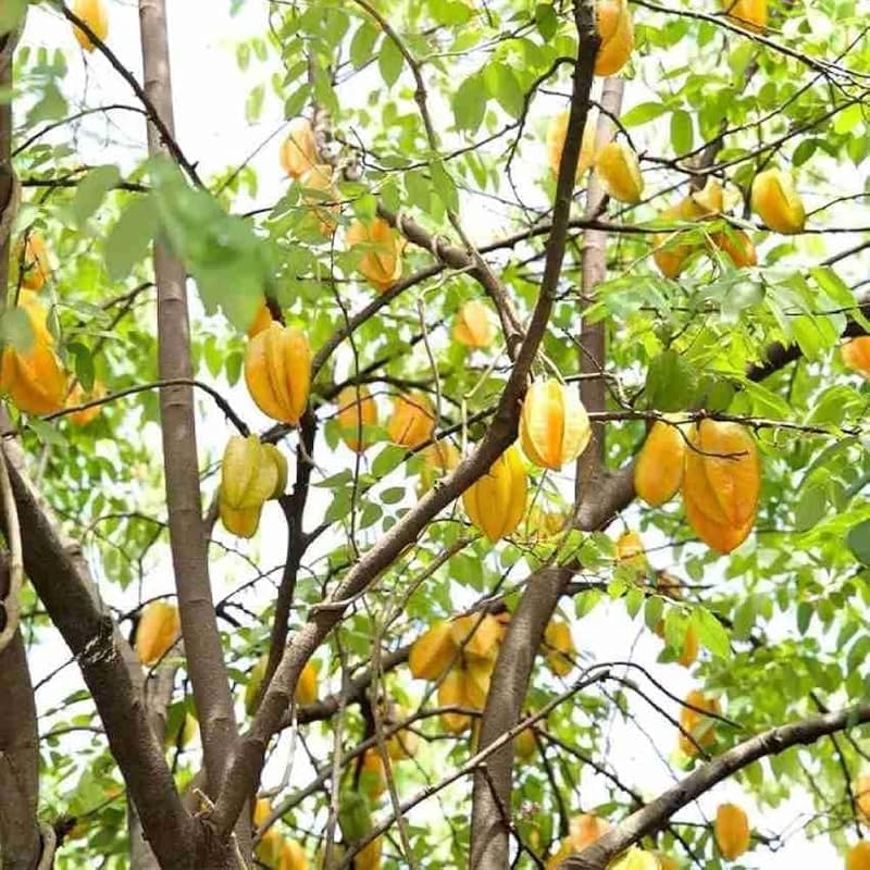 (No Ship to CA,HI,AK) Starfruit Tree Live Plant in 3 Gallon Pot | 30-36 Inches Tall | Tropical Fruit Tree Ready to Plant | Established Edible Fruit Plant for Backyard