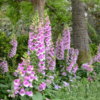2 Foxglove Digitalis Purpurea Live Plant, 3-Inch Pot, Established Live Flowering Plant, Classic Tall Spire Blooms for Modern Landscape Design