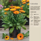 Calendula Plant Live, Well-Rooted 3-4" Starter, Cold-Hardy Calendula Officinalis for Companion Planting
