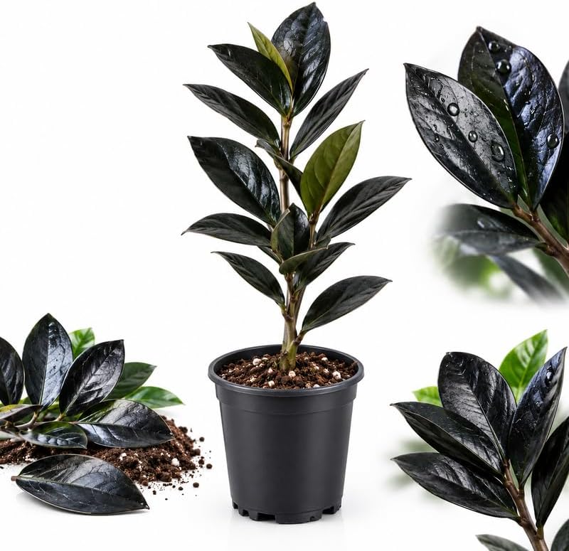 Black ZZ Plant Live in 4 Inch Pot, Zamioculcas Plant