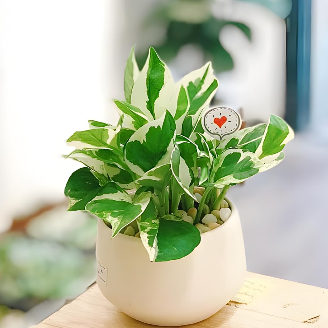 N’Joy Live Pothos Plant in 4 Inch Pot | Epipremnum Aureum Indoor Plant with Stunning White Variegation | Low Maintenance Pothos for Office & Indoor Garden Décor