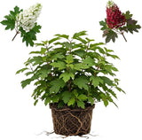 Ruby Slipper Oakleaf Hydrangea Live Plant in Quart Pot, 6-10" Tall Hydrangea Plants Trees Shrubs, Low Maintenance Compact Flowering Shrub for Borders, Garden Beds & Outdoor Landscaping