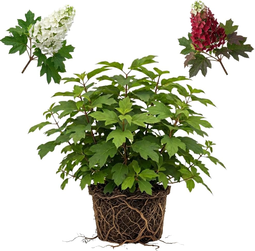Ruby Slipper Oakleaf Hydrangea Live Plant in Quart Pot, 6-10" Tall Hydrangea Plants Trees Shrubs, Low Maintenance Compact Flowering Shrub for Borders, Garden Beds & Outdoor Landscaping