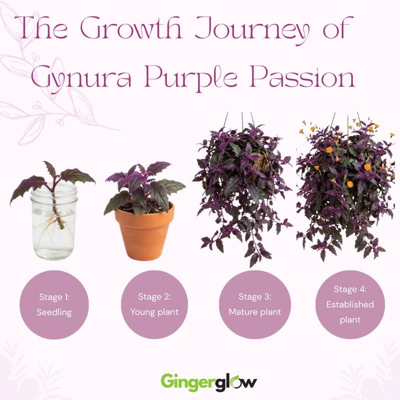 Gynura Purple Passion Live House Plant, 4-8" Rooted Plants, 2 Per Pack, Soft Purple Textured Leaves, Fast Growing & Easy Care