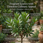 Bay Leaf Tree Live Plant, 5-7" Tall, Low Maintenance Aromatic Culinary Herb for Home Chefs, Resilient Evergreen for Planters