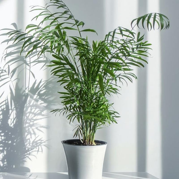 Parlor Palm, 4 Inch Pot Size, Potted Indoor Plant, Low Maintenance Tabletop Palm for Bright Indirect Light