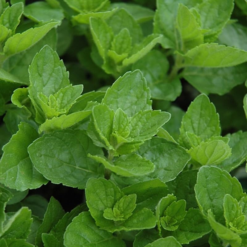Chocolate Mint Plants Live Outdoor and Garden, Mint Plants Live in 3-Inch Pot, Cold-Hardy Mint Herb for Patios, Containers, and Ground Cover