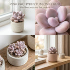 Pink Moonstone Succulent, 2 Inch Pot, Vigorous Pachyphytum Oviferum with Chubby Pastel Pink Leaves, Sturdy Low Maintenance Plant for Indoor Desks & Bright Windowsills