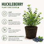 Small Huckleberry Plant Live for Planting in Pot, Easy Care, Native Berry Bush with Sweet Edible Fruit, Suitable for Outdoor Garden & Borders