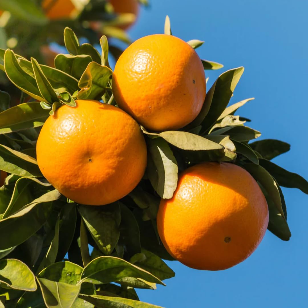 Fresh Blood Oranges Live Plants | 2.5–3 Ft Live Citrus Plant | Hardy Easy-Grow Edible Fruit Tree for Home Gardens & Patios | No Ship to CA,HI,AK