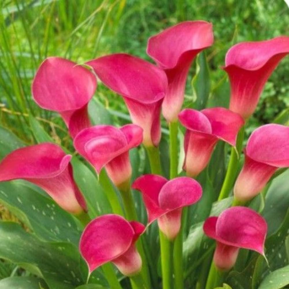 Calla Lily Bulbs for Planting, Mix 3 Large Bulbs, Vibrant Black, Flame, and Yellow Flowering Perennials for Sunny Patios and Cutting Gardens