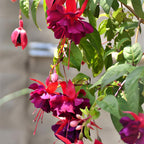 Fuchsia Plants Live, Gold and Red Foliage, 6-12 Inch Tall, Autumnale Variety, Trailing Flowering Plant, Ideal for Hanging Baskets