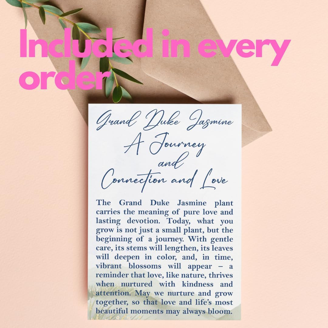 Grand Duke Jasmine Plant | Tuscany Jasmine Plant | Size 4 to 5 Inch Tall | Gift Story Card Housewarming Friendship Gifts for Women Best Friend Gift for New Home