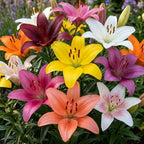 Lilly Bulbs for Planting, Set 4 Red County Asiatic Lily Bulbs, Live Flowering Plant Bulbs, Rare Red Lily Starters for Backyard and Garden Rows