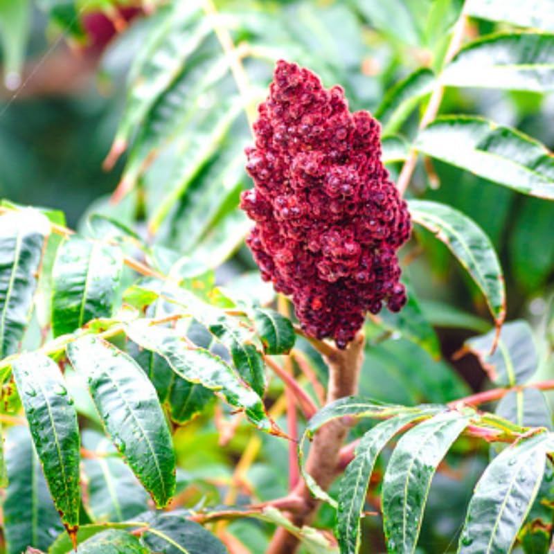 2 Live Staghorn Sumac Plants | Hardy Native Shrubs for Outdoor Planting | 6–12 Inch Tall | Vibrant Fall Color