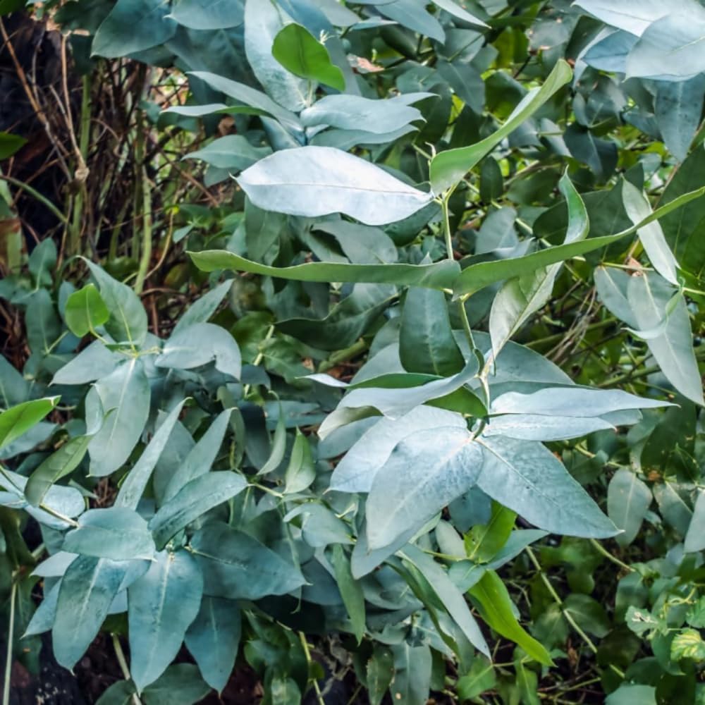 2 Large Lemon Eucalyptus Plant Live – Live Eucalyptus Plants, Fast Growing Eucalyptus Live Plant for Backyard and Outdoor Plante