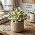 Variegated Bear Paw Succulent Plant Live, 2" Cotyledon Tomentosa Potted, Vigorous Houseplant, Easy to Care Drought Tolerant Decor